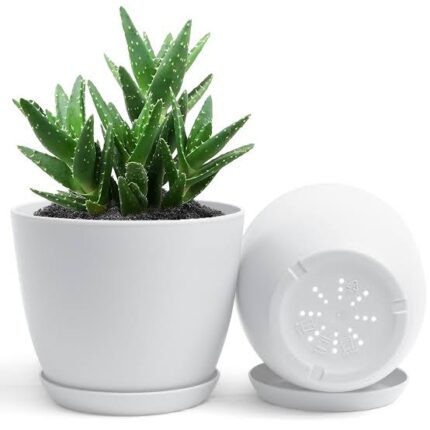 Indoor plants pot