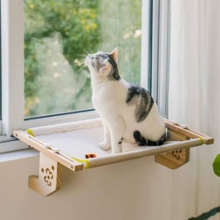 Cat still window